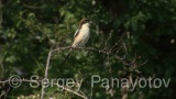 Video of Woodchat Shrike - Woodchat Shrike hunting near to the nest
